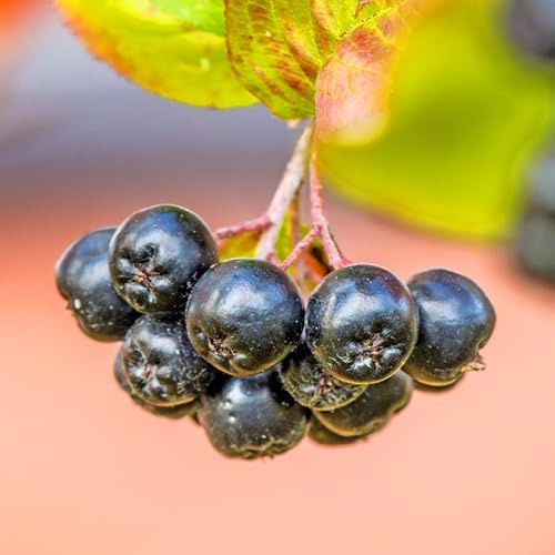 Aronia melanocarpa - nera decorazione eccellente per la del giardino 70semi