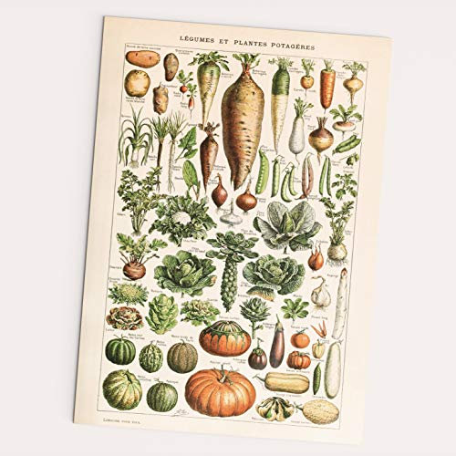 FOLLYGRAPH Legumes et Plantes Potageres - Bild Vintage Poster Adolphe Millot 1909 Reprint (30x40cm)