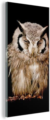 MuchoWow Glasbild Glasfoto Wandbild Bilder Deko 80x160 cm Eule - Vogel - Schwarz