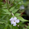 Jasminum Officinale- Jasmin commun 50-60 cm en conteneur
