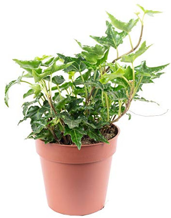 Edera comune verde - pianta da interno facile da curare, Hedera helix - altezza ca. 15 cm, diametro del vaso 9 cm