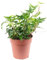 Edera comune verde - pianta da interno facile da curare, Hedera helix - altezza ca. 15 cm, diametro del vaso 9 cm