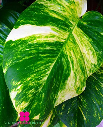 Plante de POTHOS AUREUS 'Epipremnum Aureum' - en pot Ø 12 cm - H. 15/20 cm