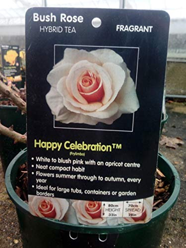 Special Occasion Rose Happy Celebration Rose in a 3.5 Litre Pot