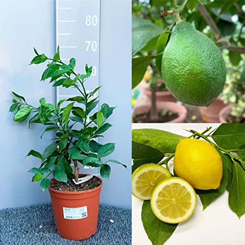 Planta de limonero SAVINI VIVAI Árbol de cítricos Lemox en maceta de 18/20 cm altura 60/70 cm 2 años de injerto, fabricado en Italia