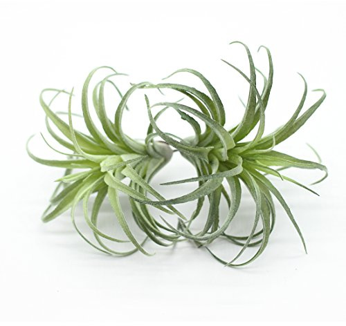 ZJCilected Künstliche beflockte Tillandsia-Luftpflanzen, künstliche Sukkulenten, Bromeliaden, für Innen- und Außenbereich, Garten und Heimdekoration, Büro und Displays (klein), 2 Stück