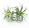 ZJCilected Künstliche beflockte Tillandsia-Luftpflanzen, künstliche Sukkulenten, Bromeliaden, für Innen- und Außenbereich, Garten und Heimdekoration, Büro und Displays (klein), 2 Stück