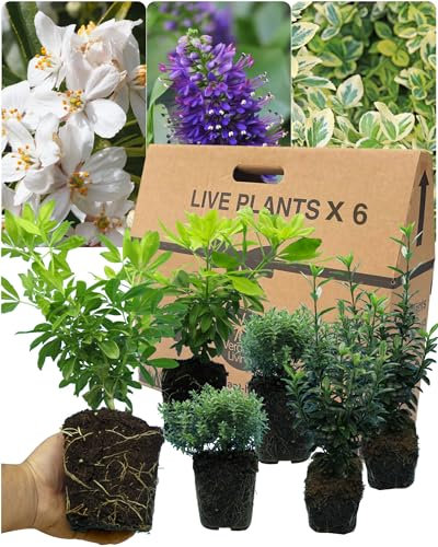 6 Mixed Live Perennial Evergreen Plant Collection - Three Variety Plants Euonymus, Choisya & Hebe. Grown in Large 13cm Pots. Established Ornamental Hardy Evergreen Garden Ready Outdoor Shrub Mix