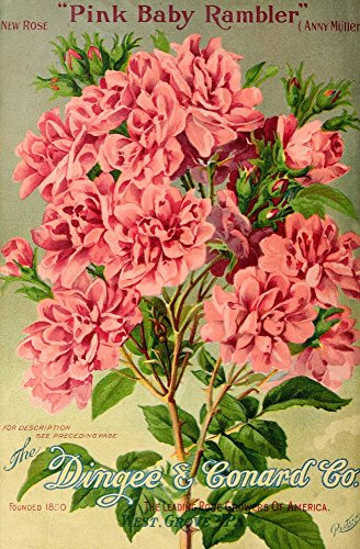 Our New Guide to Rose Culture 1895-1908 Pink Baby Rambler Poster Print by Unknown (18 x 24)