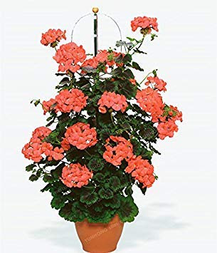 Vistaric Raro semi di geranio rampicante Geranium Collection Pelargonium Semi di fiori perenni Bonsai Pianta in vaso 100 Pz 1