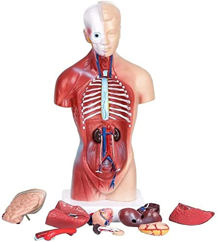 UIGJIOG 15 Teile Torso Modell Human Anatomy Organ Strukturmodell, Grund- und Sekundarschule Bildung von 26cm / 10.24in