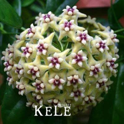Große förderung!Hoya Samen, Topf Hoya Carnosa Blumensamen Gartenpflanzen Mehrjährige Pflanzen Orchidee Samen 100 Samen/Lot, 1Bcsuq