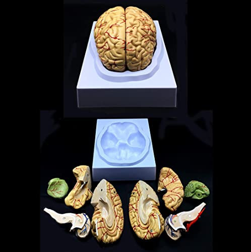 UIGJIOG 8 Teil menschliches Gehirnmodell, Lebensgröße menschliches Gehirn Anatomie Lehre Neurowissenschaften mit Gefäßen Anatomie Modell zum Lernen medizinischer Modell