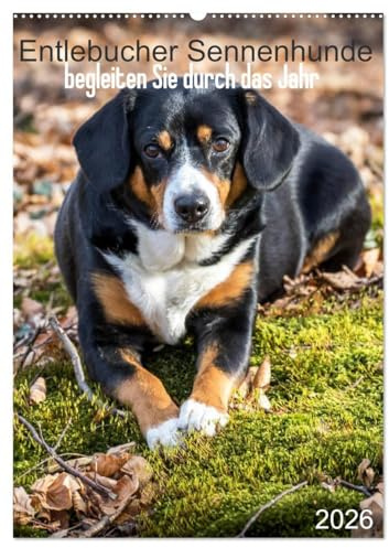 Entlebucher Sennenhunde begleiten Sie durch das Jahr (Wandkalender 2026 DIN A2 hoch), CALVENDO Monatskalender: Die Entlebucher Sennenhunde Emma und Luna (CALVENDO Tiere)