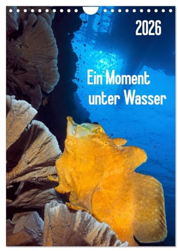Ein Moment unter Wasser (Wandkalender 2026 DIN A4 hoch), CALVENDO Monatskalender: Wunderschöne, skurrile Unterwasserlandschaften und eine spannende Tierwelt warten auf Sie! (CALVENDO Natur)