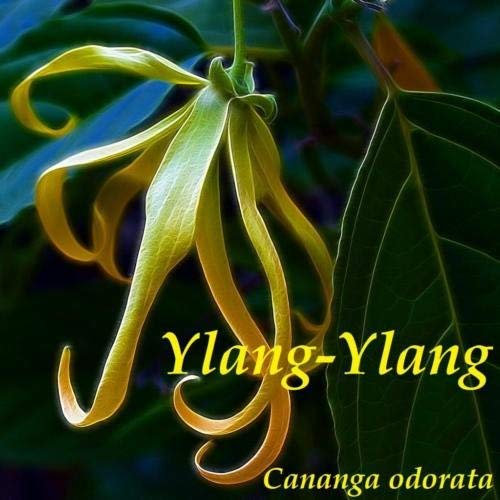 ~ Ylang ylang fiori profumati Favorite Tree romantica per PROFUMO 10 Semi