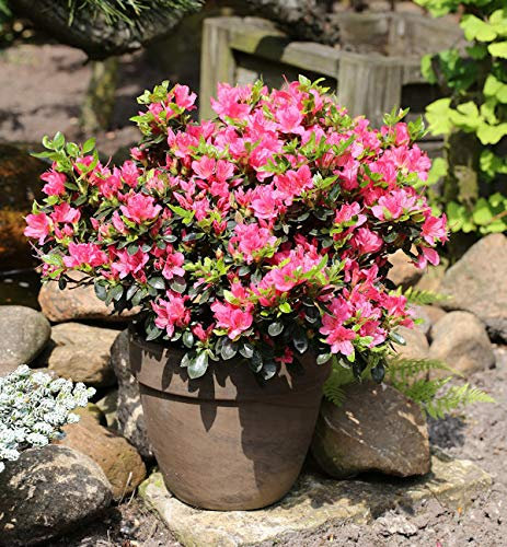 Japanische Azalee Drapa 15-20cm - Rhododendron obtusum - Zwerg Alpenrose - Gartenpflanze