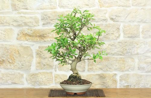 Bonsai di Melo selvatico (136)