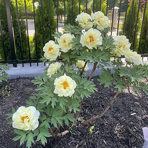 10 Stück pfingstrosen gelb pflanzen winterhart zwiebeln knollen pfingstrose - Seltene Pflanze serie - Hydroponik winterfeste pflanzen für garten blumenzwiebeln mehrjährig winterhart