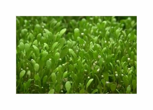 Stk - 100x Glossostigma elatinoides Klein Zungenblatt Aquarium Pflanzen - Samen A454 - Seeds & Plants Shop by Ipsa