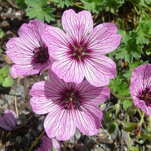 Pianta vera di Geranium cinereum Ballerina - Diametro Vaso Ø 14 cm