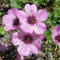 Pianta vera di Geranium cinereum Ballerina - Diametro Vaso Ø 14 cm