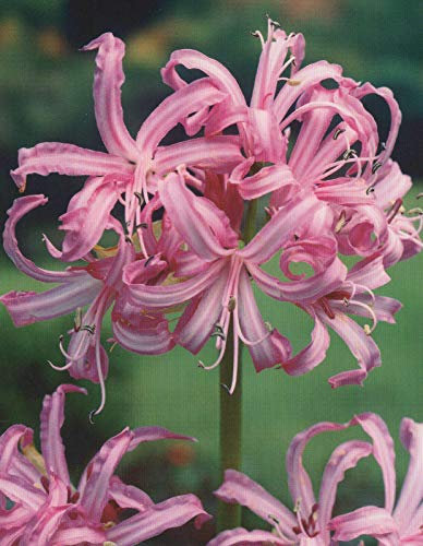 Nerine bowdenii Guernsey Lilie Blumenzwiebeln (1 Zwiebel)