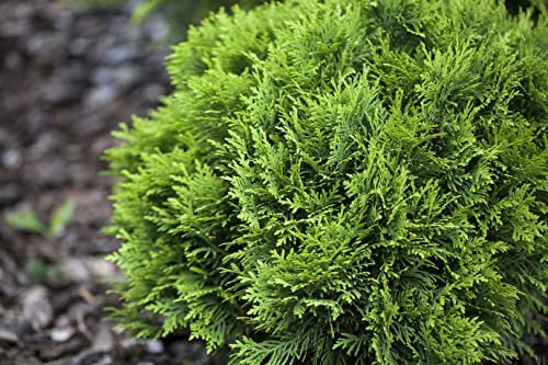Thuja occidentalis 'Mecki' 15–20 cm – Winterhart, Immergrün, Pflegeleicht – Lebensbaum – Heckenpflanze für Garten & Sichtschutz