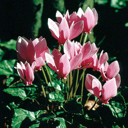 Risala Cyclamen - Neopolitanum Mixed - 5 Seeds: Only Seeds