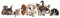 GRAZDesign Wandtattoo Welpen Kätzchen | Kinderzimmer, Wohnzimmer Wanddekoration Wandsticker Tiere Haustiere, Wandaufkleber Wanddeko Katzen Hunde Babys, 108x30cm