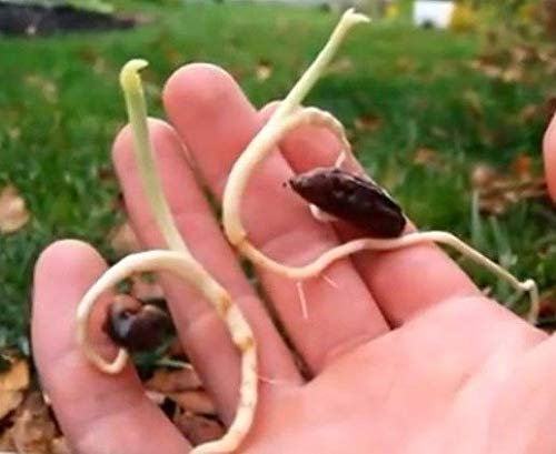 Portal Cool Las semillas del paquete: Deglet Nour Deglet-Noor - 5 semillas de palmera datilera, semillas, en conjunto, Semi, Semillas, Semillas