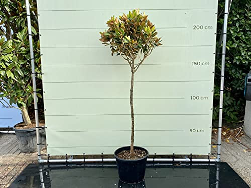 Tropictrees Magnolia Grandiflora (200 cm (sur tronc)