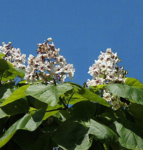 Trompetenbaum 80-100cm - Catalpa bignonioides - lebende Gartenpflanze aus den Baumschulen