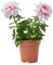 Verdecora Crisantemo Zembla en maceta de Ø12cm | Chrysanthemum Zembla | Planta Natural de Exterior con Floración Abundante | Ideal para Jardines y Terrazas | Color variado dependerá de disponibilidad