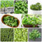 bio feldsalat samen winterhart feldsalatsamen gemüsesamen frühlingsblumen herbstaussaat pflanzensamen, pflanzen samen mehrjährig garden aussaat grünpflanzen garten bonsai gemüse samen 500pcs