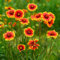 kokardenblume pflanze samen wildblumen balkonblumen gaillardia samen wiesensaatgut, schattenpflanzen winterharte deko blumen balkon pflanzen für sonnige plätze pflanzen winterhart 60pcs