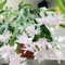 Pianta di cactus di Natale - semi semi piante - Piante rare - da interno aiuole rialzate per giardino fiori cactus Natale decorazione del balcone fiori per da balcone succulente 100pcs