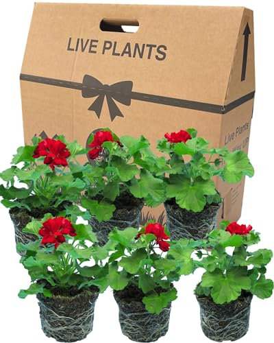Geranium Plants Live for Planting - 6 Large 1L Pot Size Garden Ready, Well Rooted, Established Pot Bedding. Add Flower Colour to Containers, Baskets, Patio & Beds. Calliope Dark Red