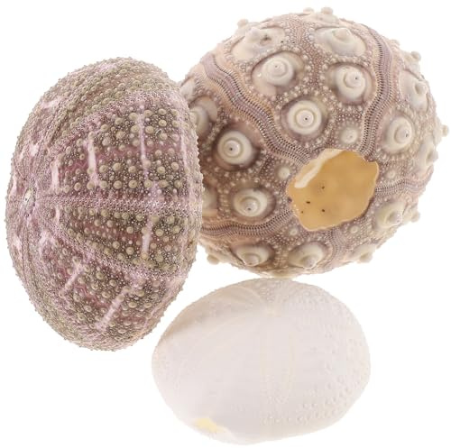 DOITOOL Ensemble de 3 Pots Décoratifs en Coquilles D'oursin Naturelles pour Plantes Aériennes, Bordures Lisses, pour Petits Aquariums et Chambres