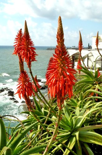 Aloe arborescens SEEDS MEDICINE PLANT