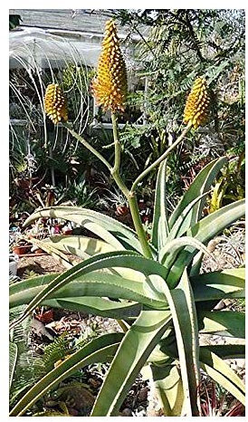 Aloe arborescens - Tintenfisch-Aloe - 10 Samen
