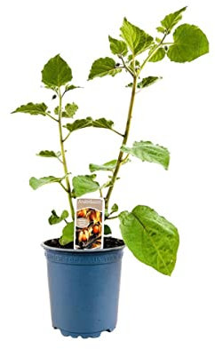 Physalis peruviana ca. 11x11 cm Topf - Andenbeere, gelbe Früchte, Erntezeit August-Oktober, ideal für Kübel, pflegeleicht und vitaminreich