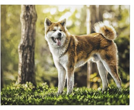 Akita Inu In Haustiere Hunde HDR Sommer Akita, Leinwand-Kunstdrucke, Wandkunst, Wandbehang, Gemälde für Heimdekoration, 40 x 50 cm