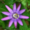 300 pcs Passionsblume Samen Winterhart - garten blumen winterhart, kletterpflanzen winterhart Passionsblume, Passiflora Caerulea, winterharte stauden pflanzen samen blumen samen, pflanzen