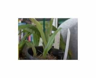 Stk - 20x Disa draconis Orchideen Zimmer Pflanzen - Samen B1300 - Seeds & Plants Shop by Ipsa