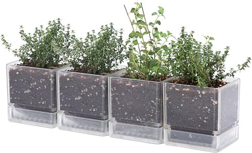 D'vine Dev 4 Inch Herb Planter Pot, Plastic Planter with Drainage Holes and Saucer, Modern Decorative Gardening Pot for Indoor Plants, Flowers, Herbs, Succulents, Clear, Set of 4, 76-Y-D-4