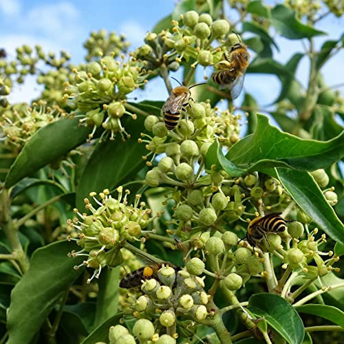 GardenersDream Hedera Hibernica - Lierre d'Irlande Résistant au Froid XL - Plante Grimpante à Croissance Rapide - Plantes Extérieur Jardin Vivaces
