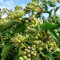GardenersDream Hedera Hibernica - Lierre d'Irlande Résistant au Froid XL - Plante Grimpante à Croissance Rapide - Plantes Extérieur Jardin Vivaces