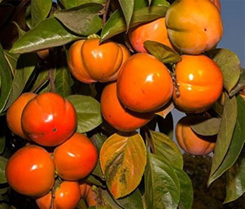 Pianta da frutto ALBERO DEI FRUTTI DEGLI DEI - LOTO/KAKI-DIOSPYROS KAKI TIPO- SIMILE IMPOLLINATORE 'TIPO' A RADICE NUDA - 1 METRO pianta vera