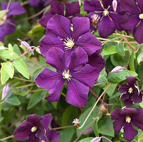 Robuste Waldrebe Rubra 60-80cm - Clematis viticella